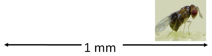 trichogramme antimite